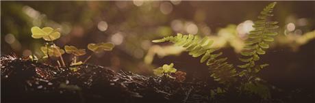 Banner Picture